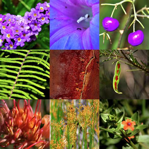 Plantae .